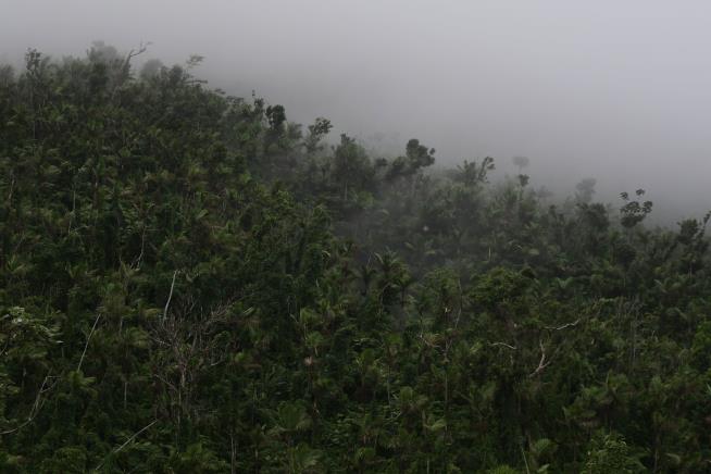 Wisconsin Man Lost in Puerto Rican Jungle