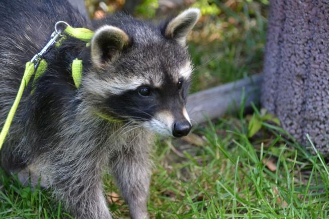 Raccoons as Pets? If One Kansas Man Has His Way, Yes