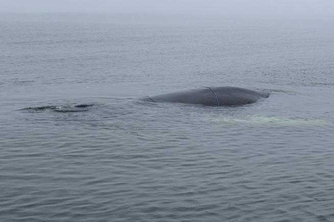 Whale Rescued From Nets Near Baltic Resort