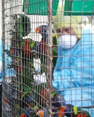 Bird Shelters Overrun as Foreclosures Take Toll