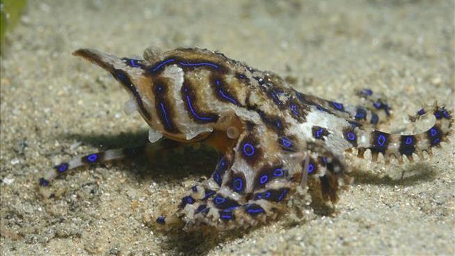 Male Blue-Lined Octopuses Use Venomous Mating Strategy