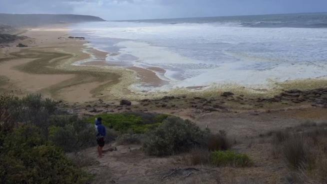 Dead Fish, 'Unusual' Foam Cover Australia Beaches