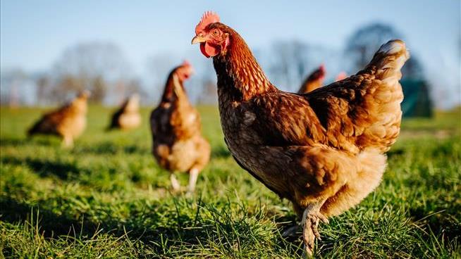 He Survived Cancer, Bought a Farm. Then Bird Flu Hit