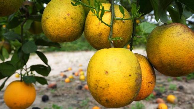 Major Florida Citrus Grower Jumps Ship, Will Build Homes