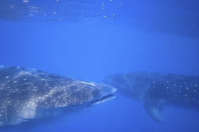 Scientists Try to Get to Bottom of a Whale Shark Mystery