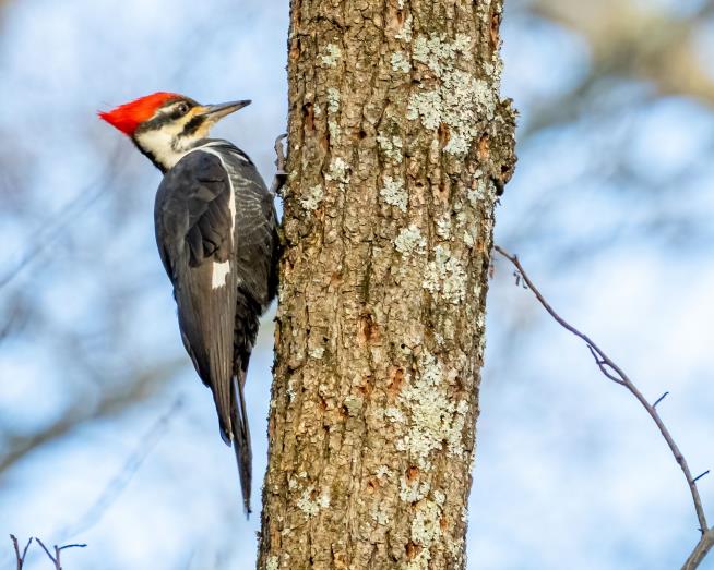 Territorial Woodpecker Damages Dozens of Cars