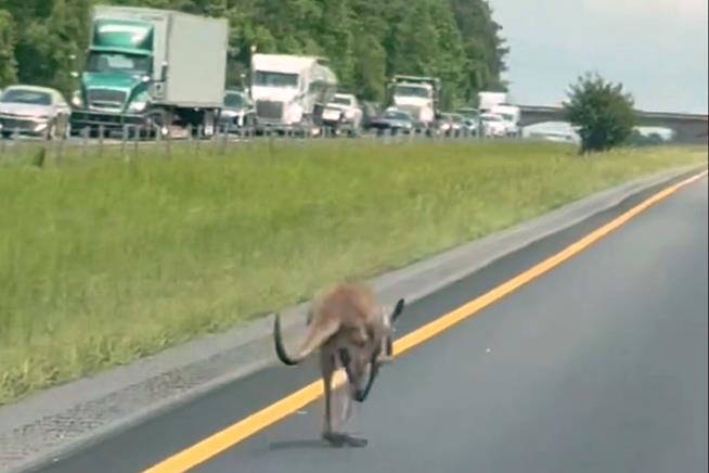 Kangaroo on the Lam Shuts Down Alabama Interstate