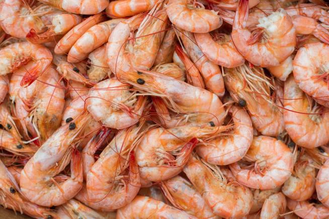 Inside the Quest to Expose Shrimp Fraud