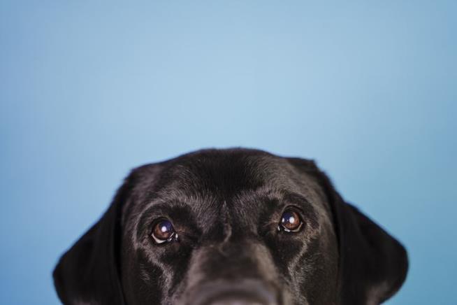 10 Most Popular Dog Names