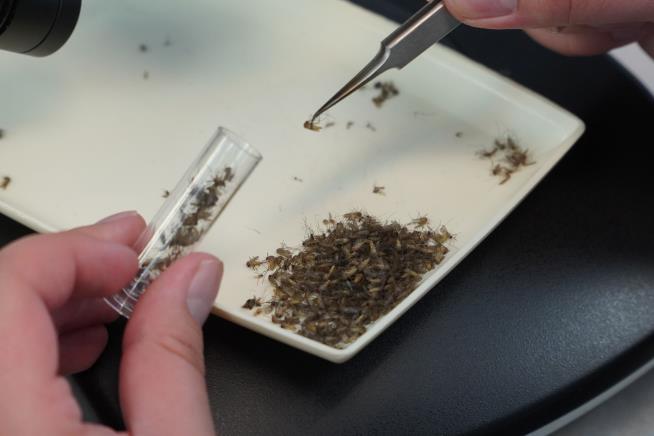 California Logs a Win in Its Battle With Mosquitoes