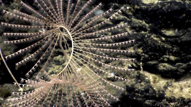 99.999% of the Deep Sea Remains Unexplored