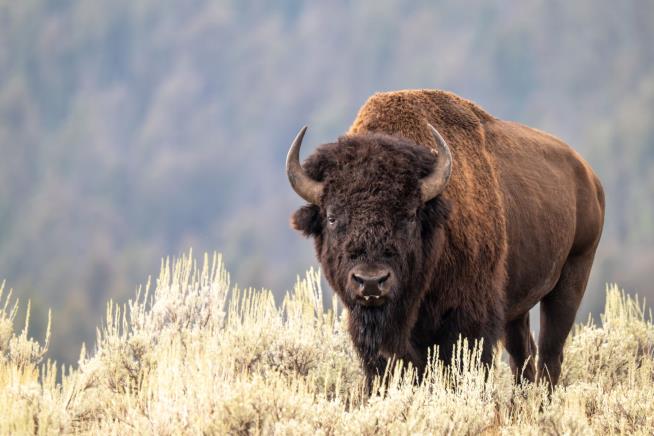 Bison Gores Man in Yellowstone