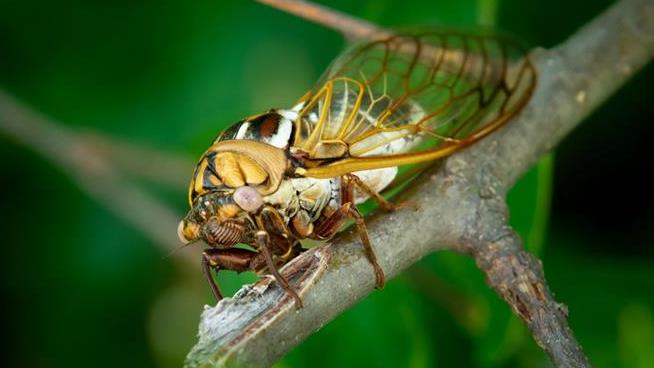 In 15 States, It's Cicada Time Again