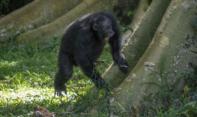 Chimps Drum With Distinct Rhythms to Communicate