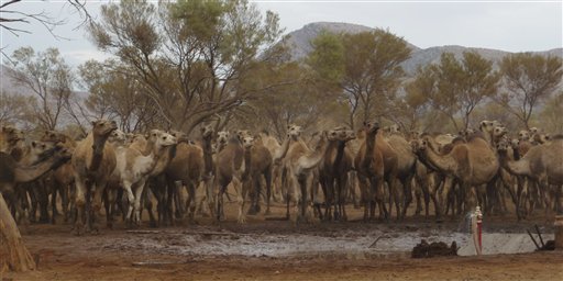 Big Problem in the Outback: Way Too Many Wild Camels