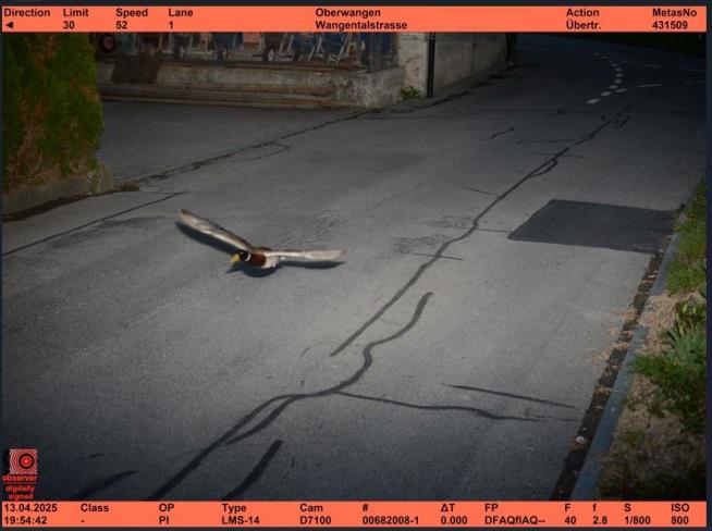 Speeding Duck May Be 'Repeat Offender'