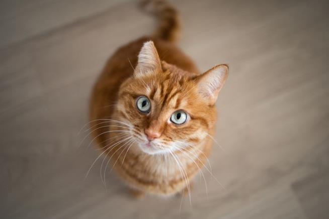 Scientists Decode Mystery of Orange Cats
