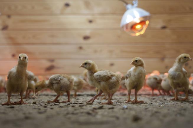 Thousands of Chicks Overwhelm Animal Shelter