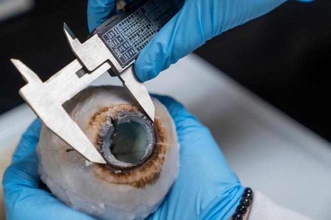 Humpback Whales Have Big Eyes, Lousy Eyesight