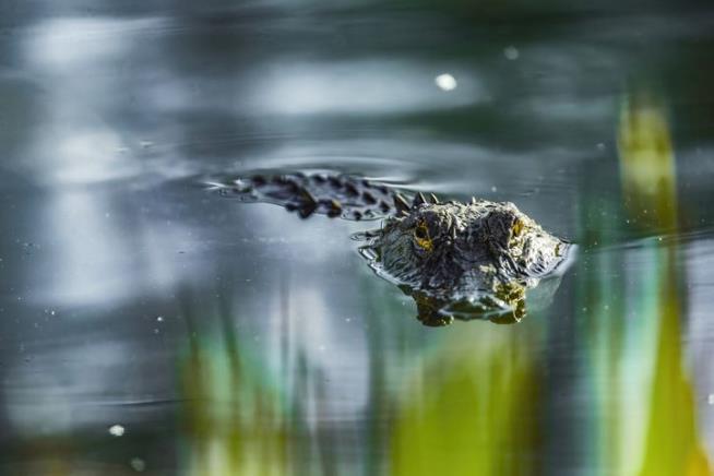 He Escaped the Alligator, Is Shot Dead by Deputies