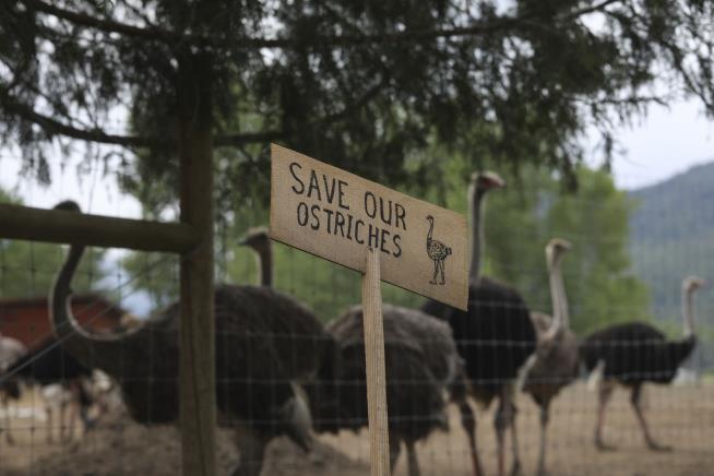 Dr. Oz Offers to Take Ostriches Set to Be Culled in Canada