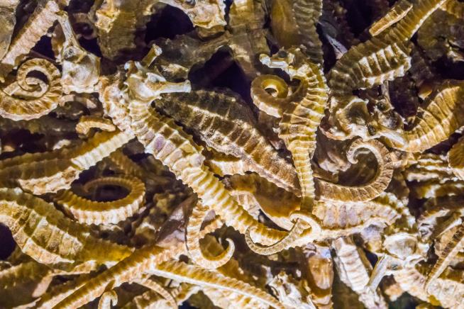 5M Seized Seahorses 'Just the Tip of the Iceberg'