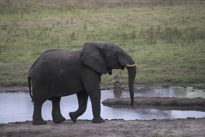 Zimbabwe Approves Killing, Eating More Elephants
