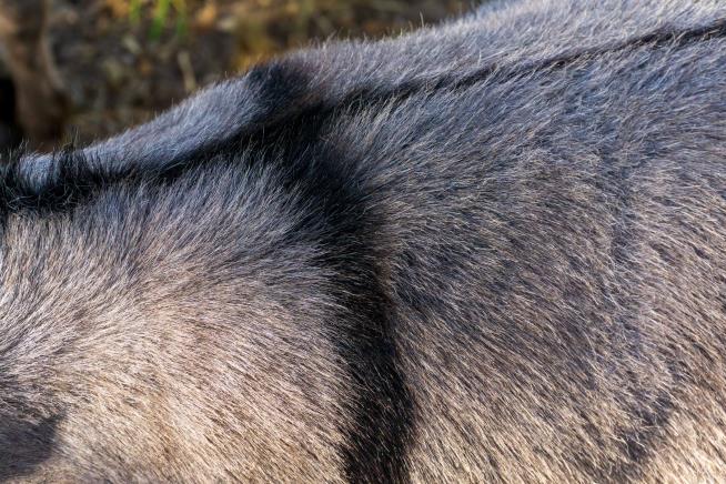 Natural Tick Repellent Found—on Donkey Skin