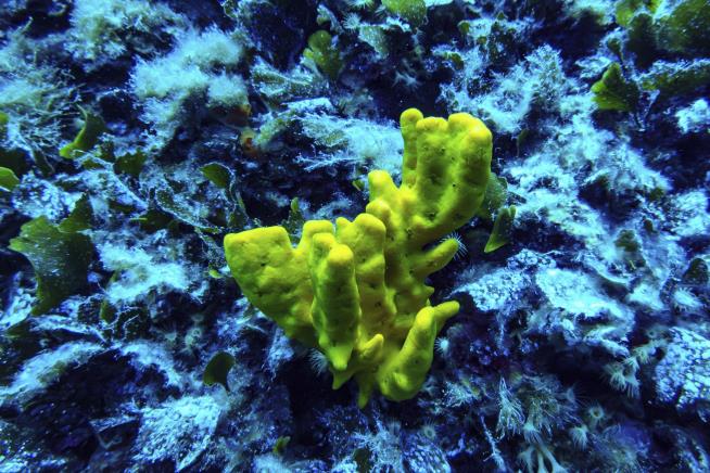 UN Chief on Oceans Pact: 'We Do Not Have a Moment to Lose