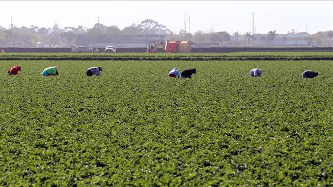 ICE's Immigration Raids Shift to California's Farms