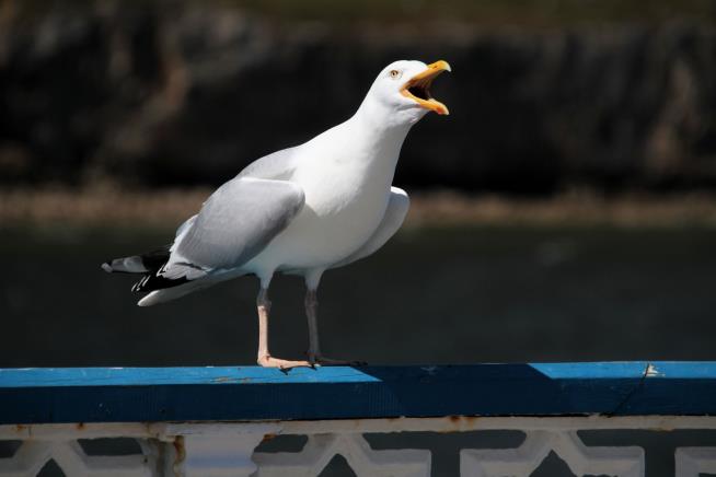 Seagull Steal Your Burger Again? You're Not Alone