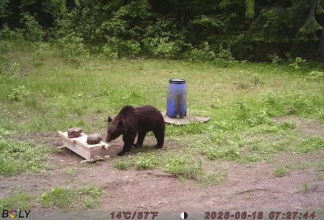 Hunters Refuse Request to Kill Bear in Lithuania's Capital