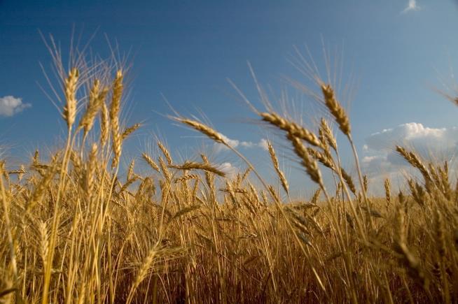 Heartland Farmers Are Giving Up on Wheat