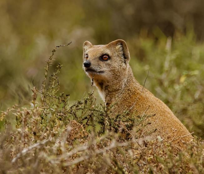 Mongoose Escapes British Zoo, Goes to Brewery