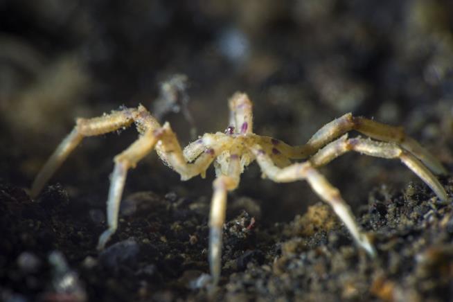 New Sea Spider Species Feast on Methane Bacteria