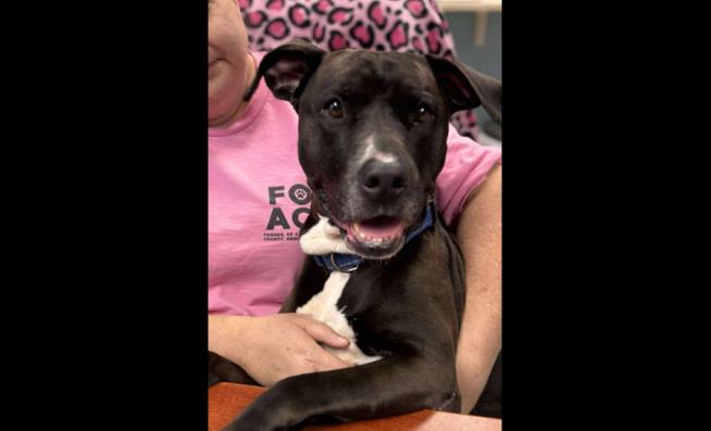 Dog at Adoption Event Credited With Saving Man From Seizure