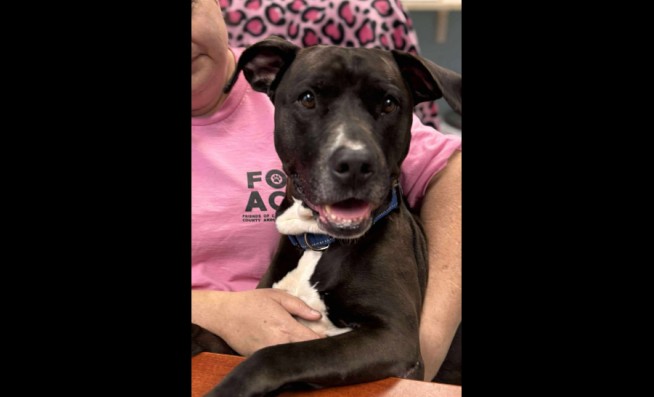 Dog at Adoption Event Credited With Saving Man From Seizure