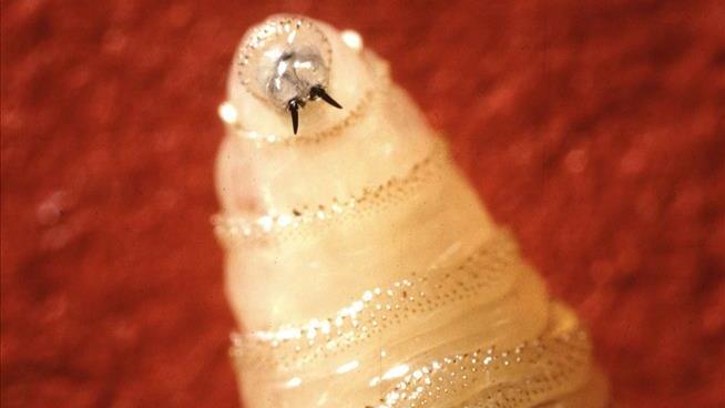 The Screwworms 'Ate Their Way Down to Her Lungs'