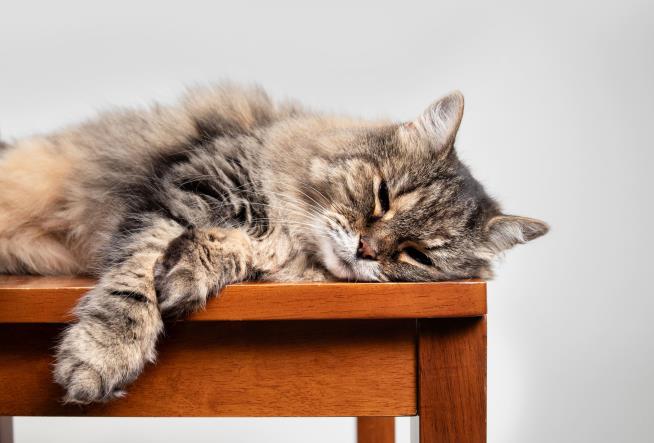 Why Cats Prefer a Left-Side Snooze