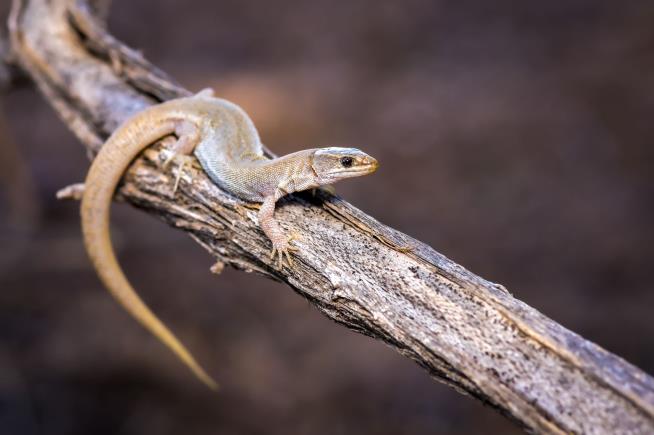 These Critters Outlasted Dino-Killing Asteroid, Still Thrive