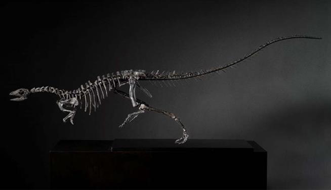 New Dog-Sized Dinosaur Had Quite the Tail