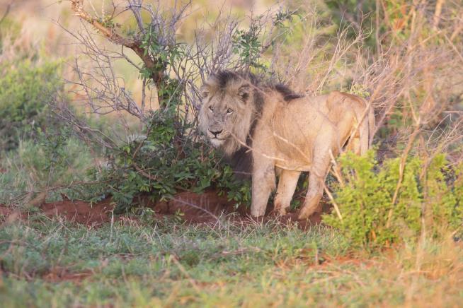 Escaped Lion Attacks Man as He Sleeps
