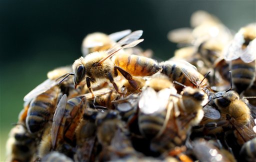 Bee Attack in French Town Injures 24