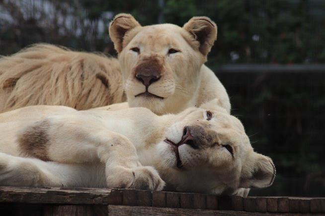 Zoo Lioness Rips Off Woman's Arm: Report