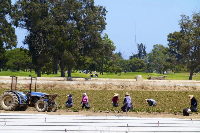 Trump: No Amnesty for Farm Laborers