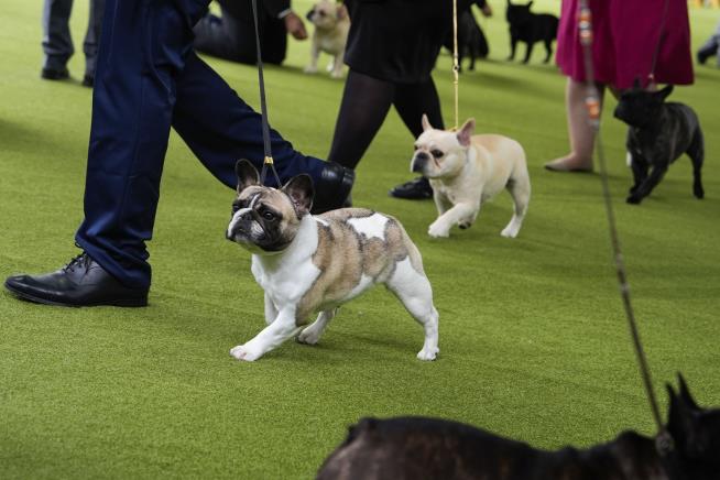 PETA Sues Over Kennel Club's 'Blueprints' for 'Deformed' Dogs