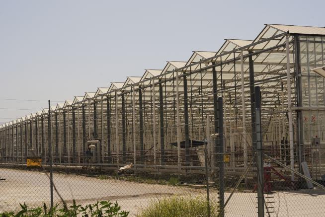 Farmworker Dies After Fall During Immigration Raid
