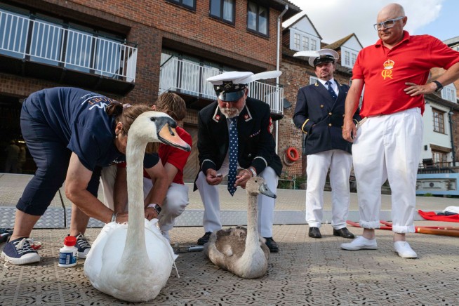 So Now, King Charles Is Going to Count All His Swans