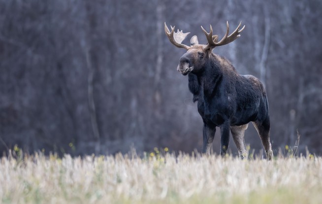 A Moose Has Shut Down a Popular Mountain Hiking Trail
