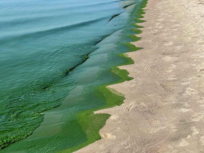 Toxic Algae Wreaks Havoc on South Australia's Economy